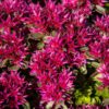 sedum spurium