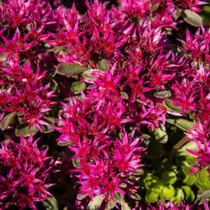 sedum spurium