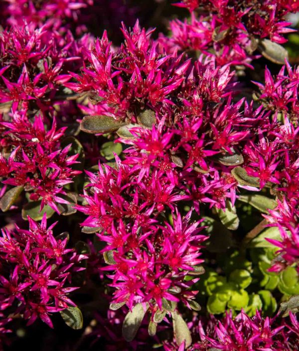 sedum spurium