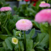 bellis