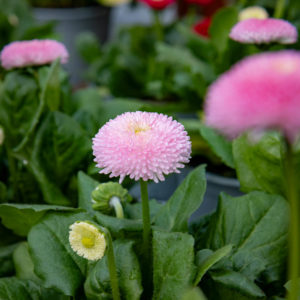 bellis