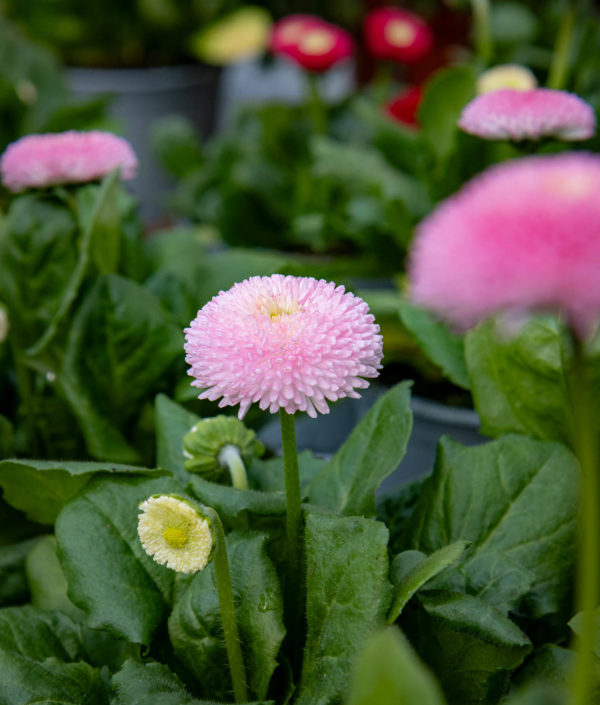 bellis