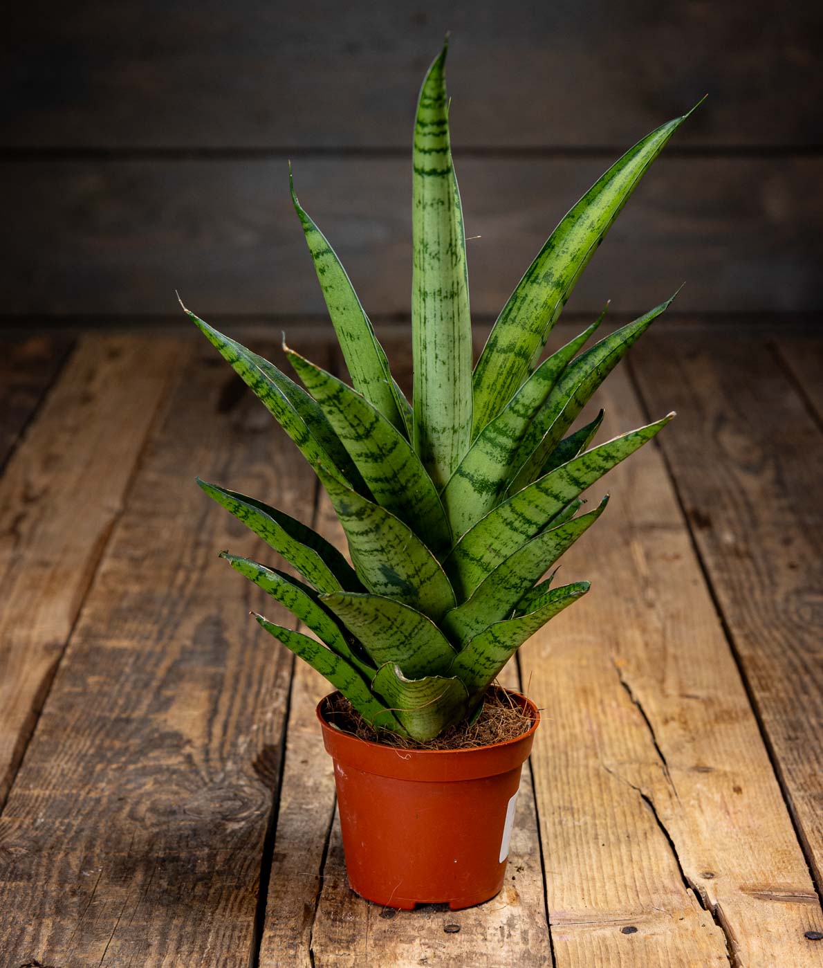 helppohoitoinen anopinkieli