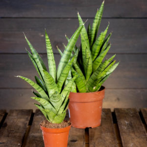 helppohoitoinen anopinkieli