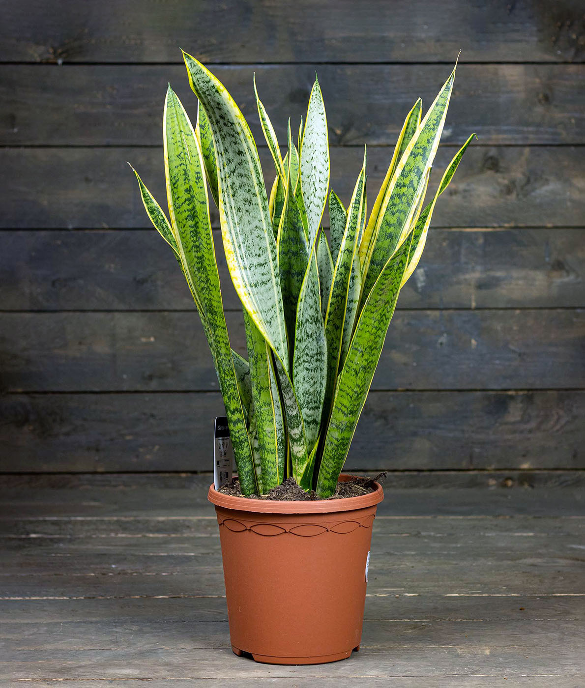 Anopinkieli Laurentii