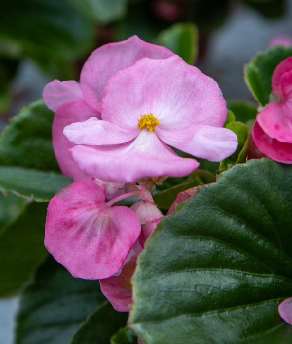 Kesäbegonia