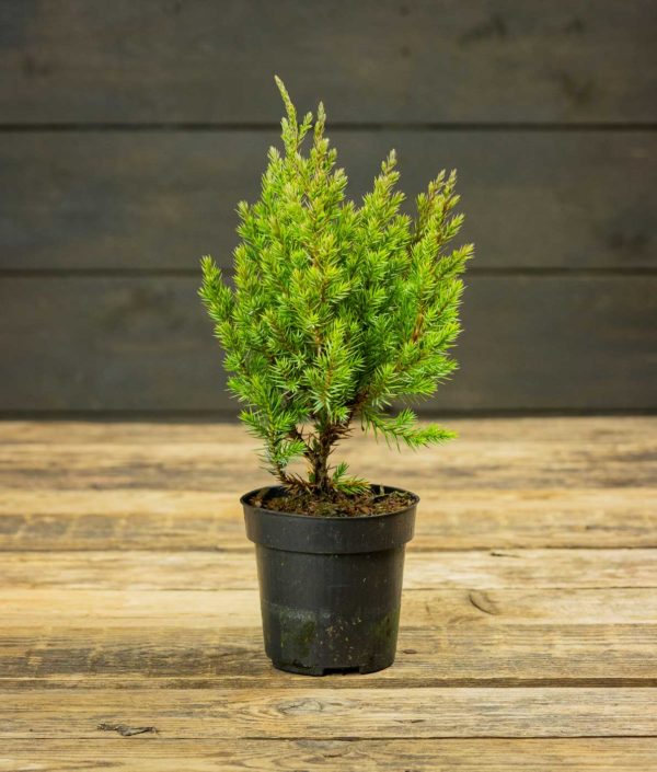 Kiinankataja Stricta Pieni