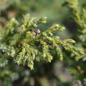 Kiinankataja