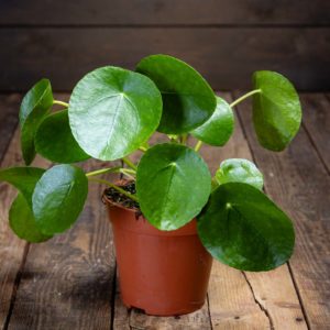 Pilea