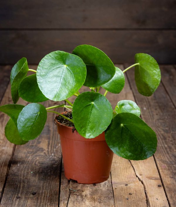 Pilea