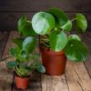 pilea
