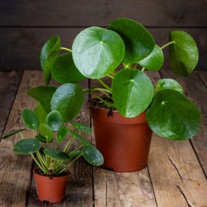 pilea