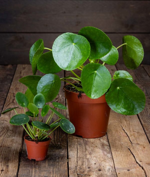 pilea