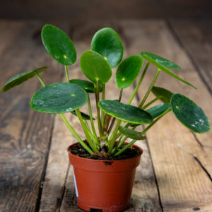 Pilea