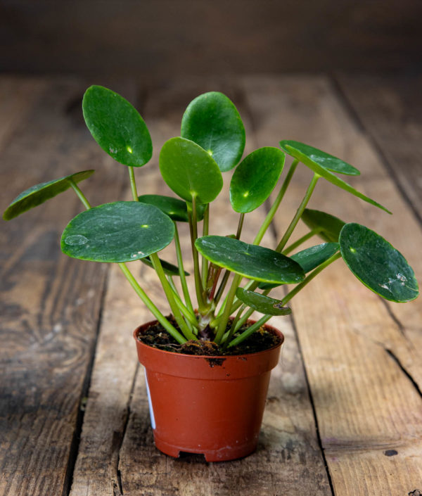 Pilea