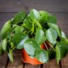 pilea peperoimides