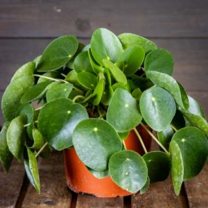 pilea peperoimides