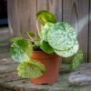 pilea mojito