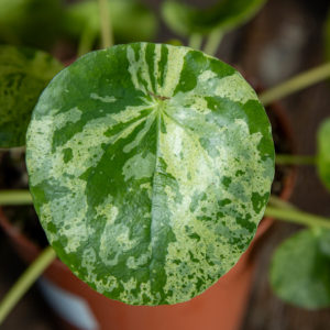 Kilpipiilea