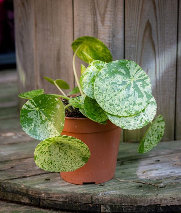 pilea mojito