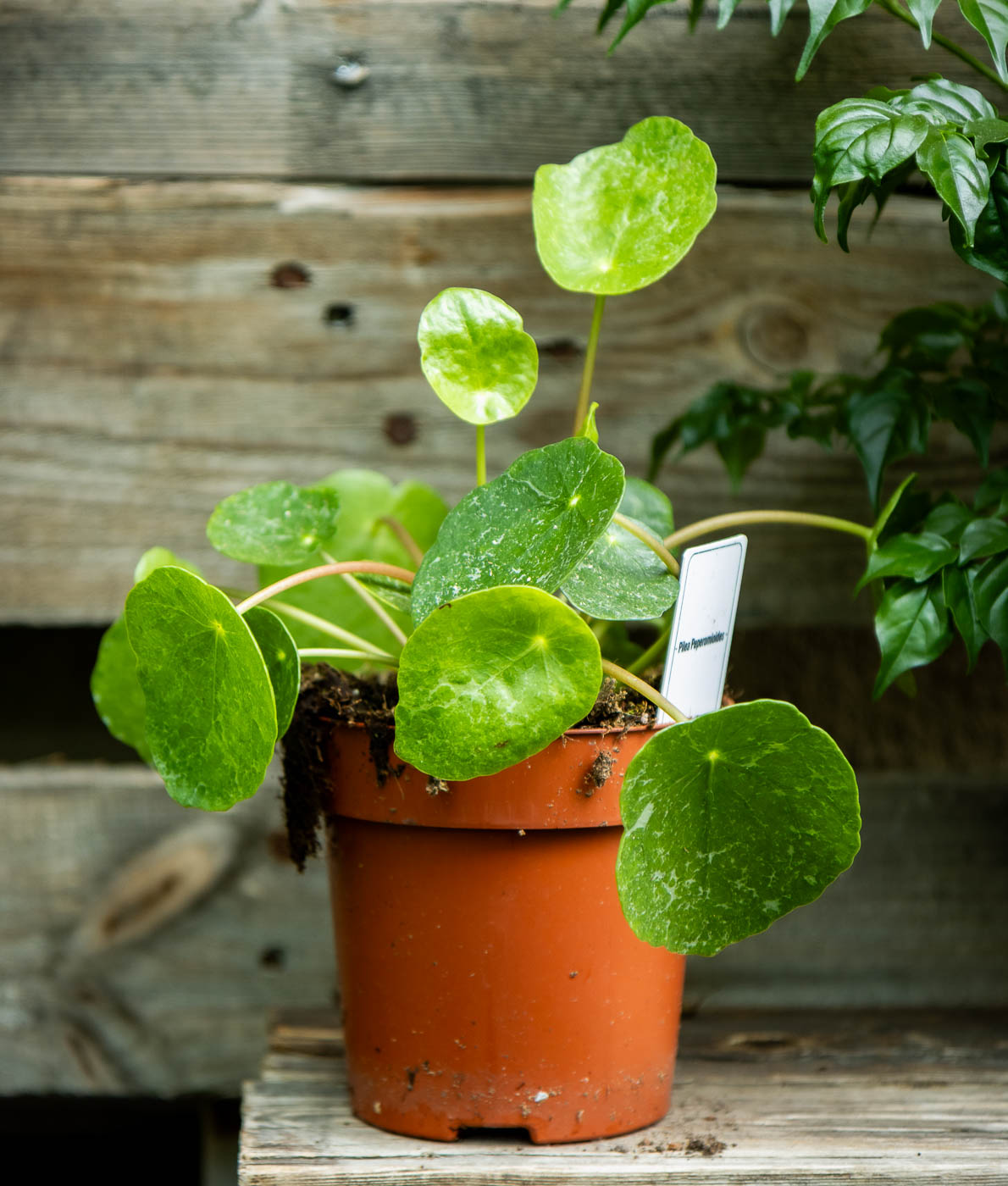 Vaaleapilkullinen Kilpipiilea Sugar ruskeassa muoviruukussa puupintaa vasten.