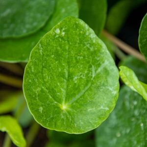 Vaaleapilkullinen Kilpipiilea Sugar ruskeassa muoviruukussa puupintaa vasten.