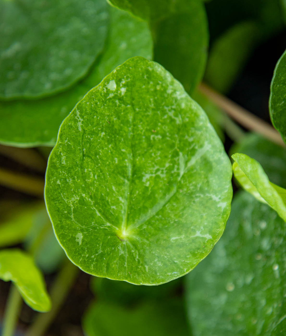 Vaaleapilkullinen Kilpipiilea Sugar ruskeassa muoviruukussa puupintaa vasten.