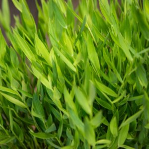 Pogonatherum paniceum