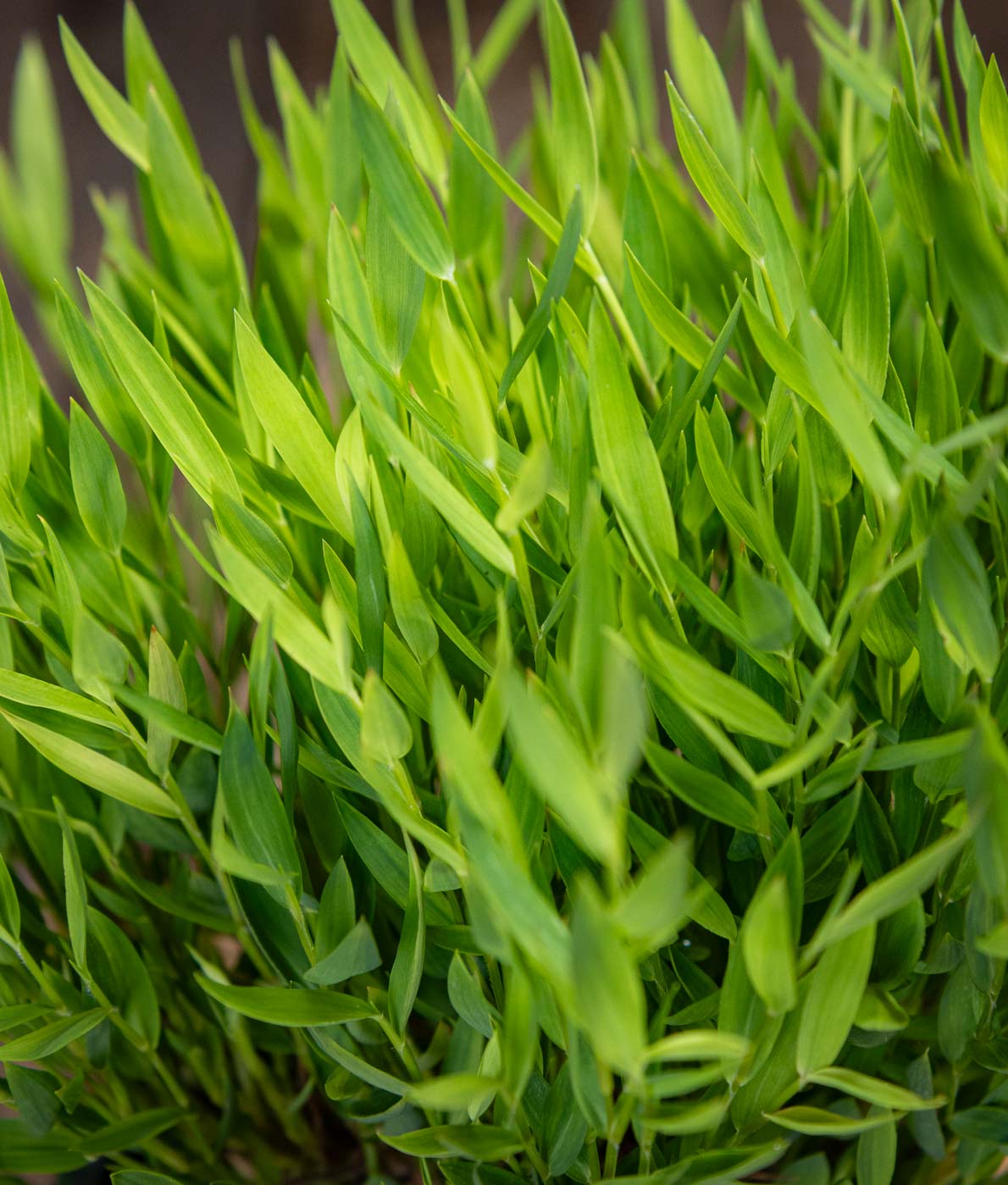 Pogonatherum paniceum