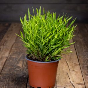 Tuuhea ja vihreä Kirjoheinä Monica ruskeassa istutusruukussa.