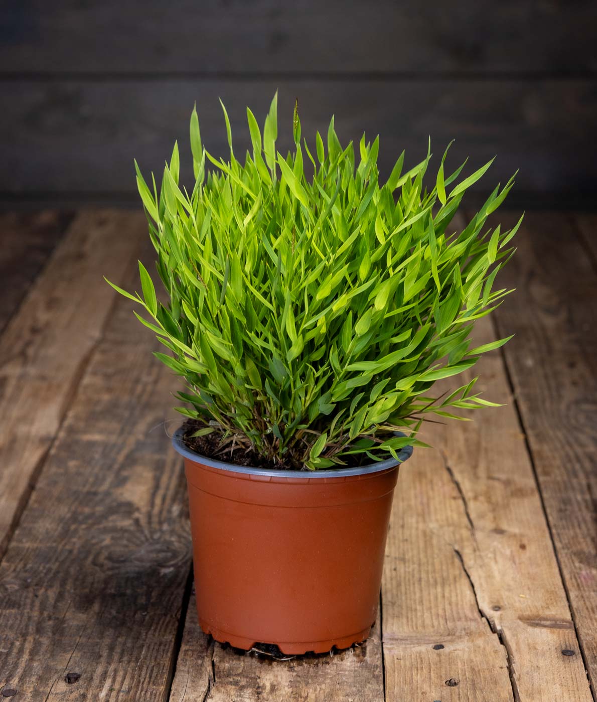 Tuuhea ja vihreä Kirjoheinä Monica ruskeassa istutusruukussa.