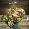 Caladium Tapestry