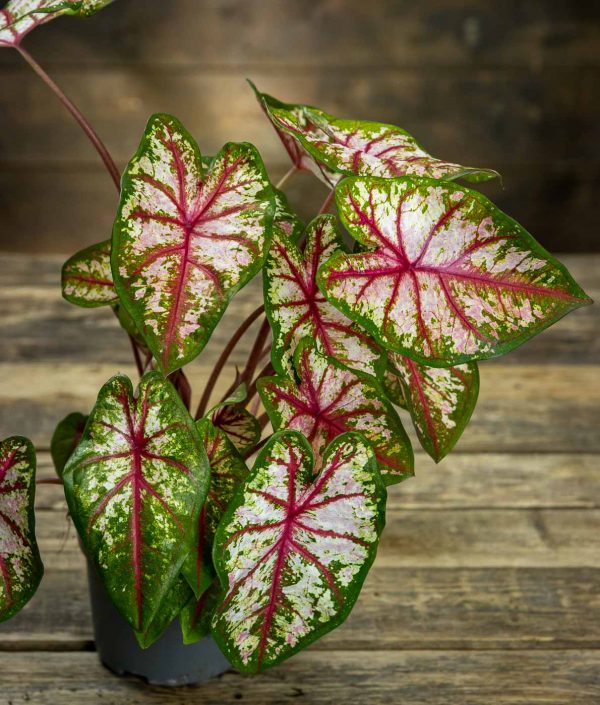 Caladium Tapestry