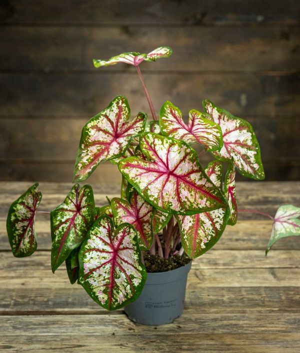 Caladium Tapestry