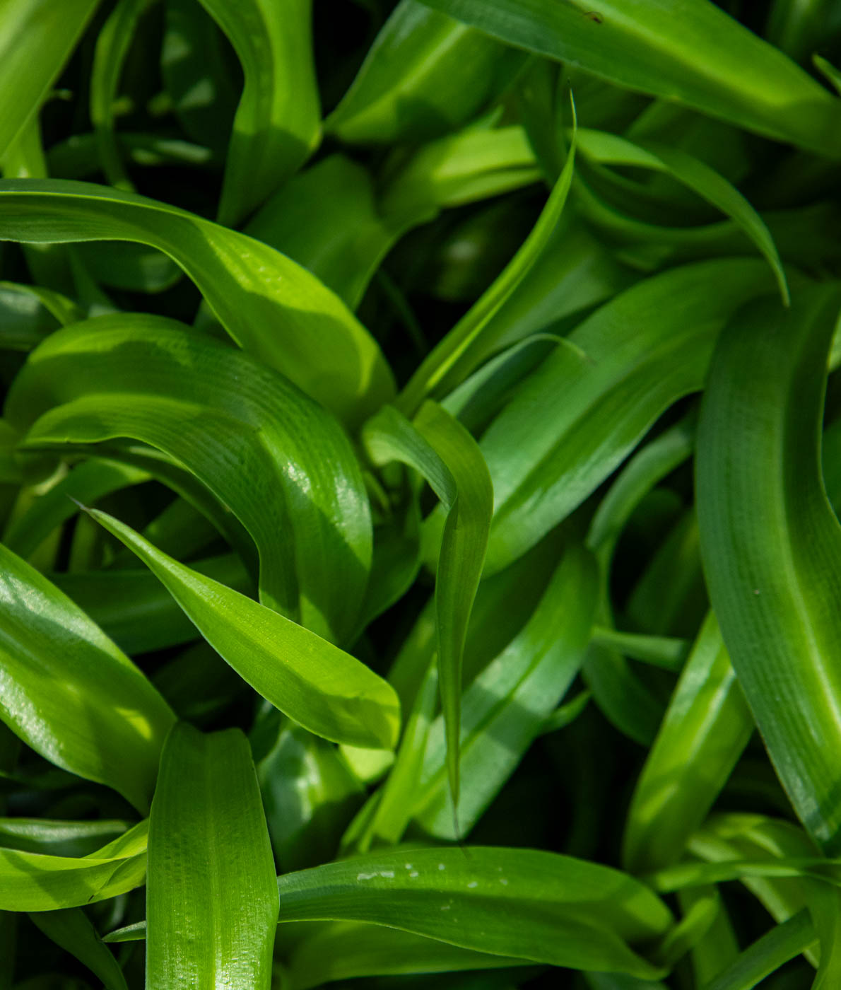 Kirjorönsylilja Green Bonnie, tummanvihreät kiharat lehdet lähikuvassa