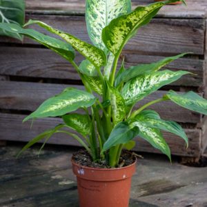 Kirjovehka, Dieffenbachia