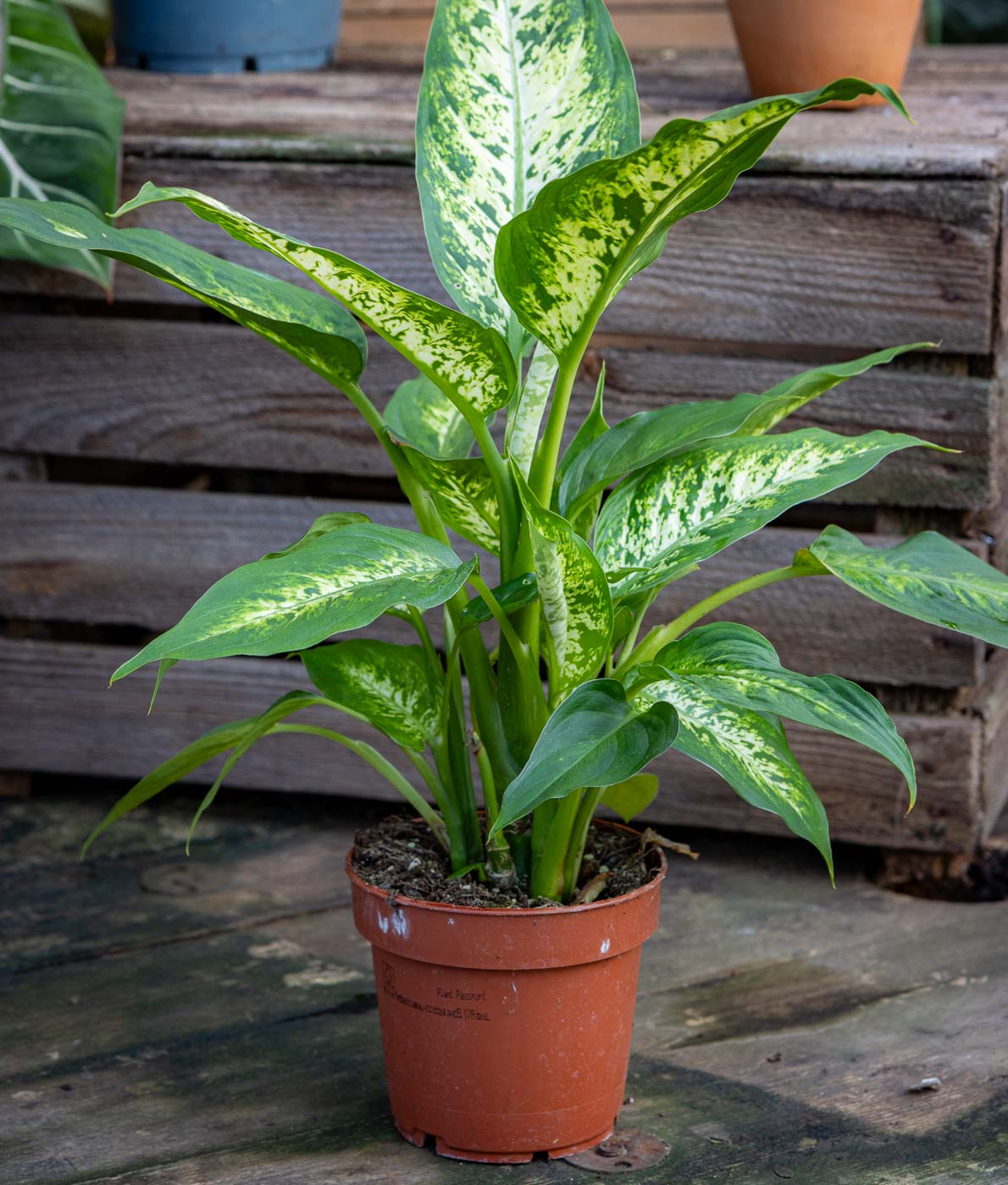 Kirjovehka, Dieffenbachia