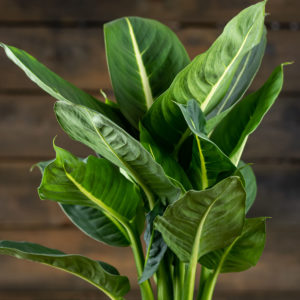 Kirjovehka Green Magic lehdet