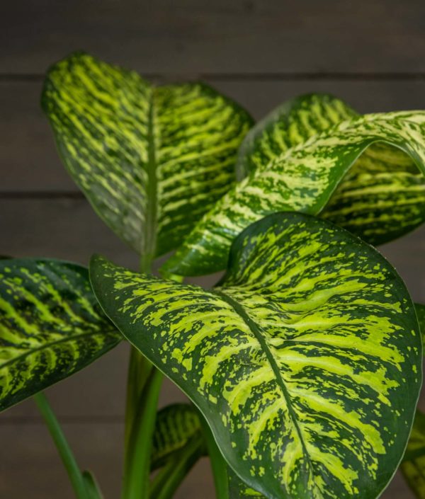 Kirjovehka Tropic Jewel - Image 2