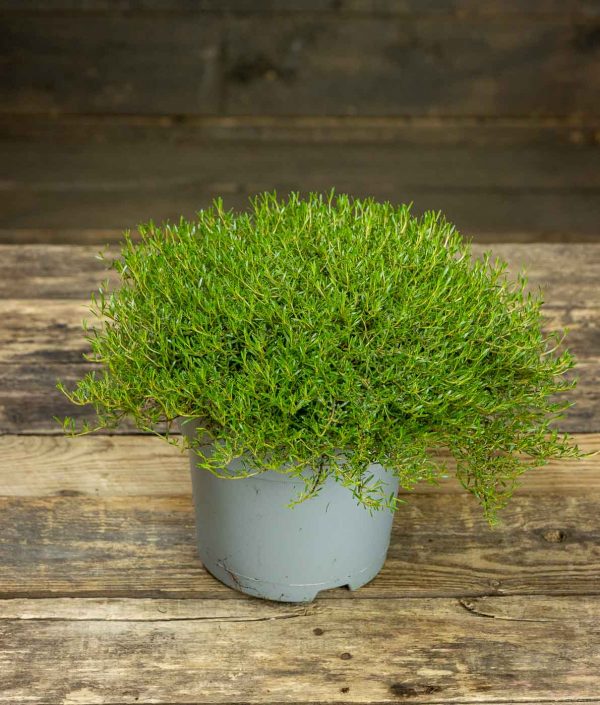 Koprosma Touchpad