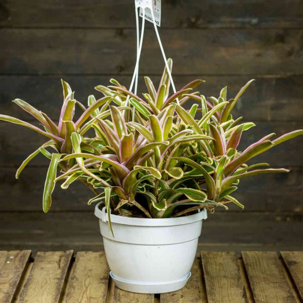 Koruananas Fireball Striped amppelissa
