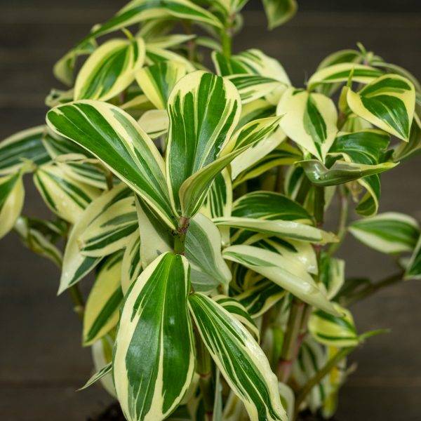 Kostus Variegata - Image 2