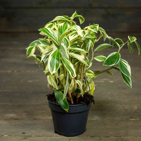 Kostus Variegata