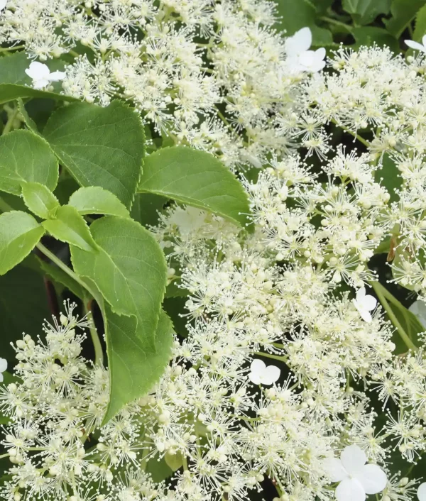 Köynnöshortensia valkoisilla kukkilla