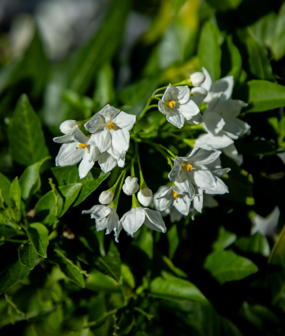 Valkokukkainen köynnöskoiso eli jasmiinikoiso Solanum laxum, jonka kukkaryppäissä on keltaiset keskustat tuoreiden vihreiden lehtien ympäröimänä.