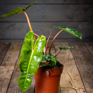 Köynnösvehka ruukussa