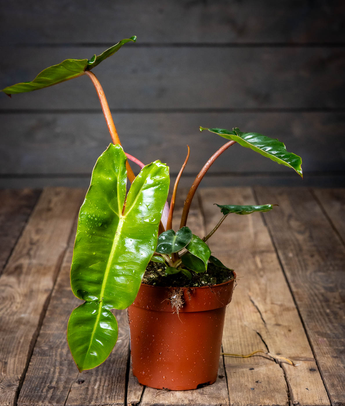 Köynnösvehka ruukussa