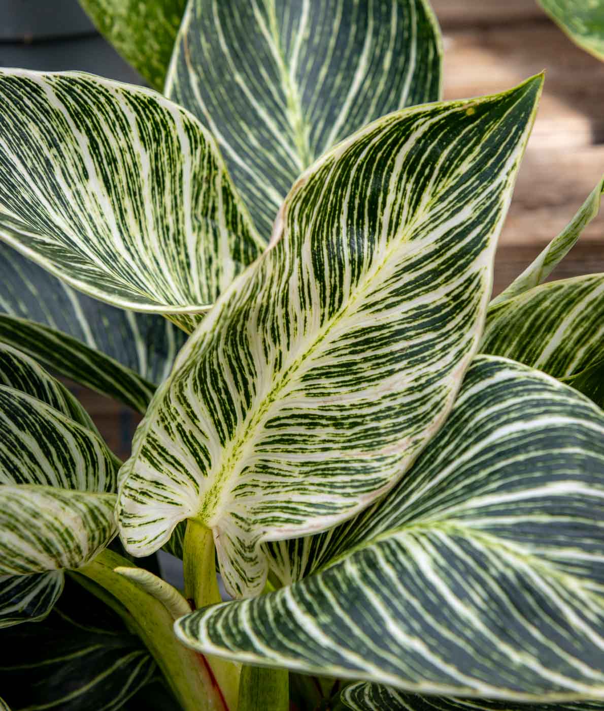 Köynnösvehka, viherkasvi