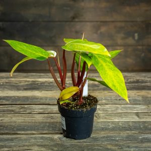 Philodendron Painted Lady