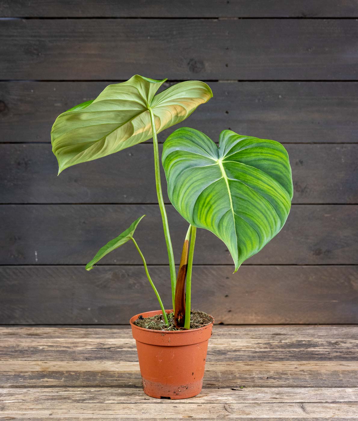 suurilehtinen köynnösvehka